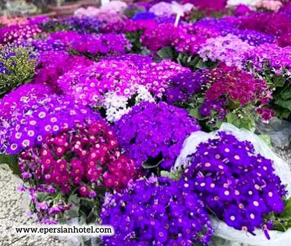 انواع گل زینتی در بازار گل مشهد